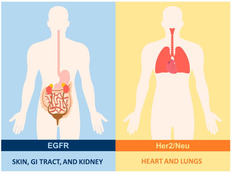https://cdn.ncbi.nlm.nih.gov/pmc/blobs/a06e/11050550/1c8d8cdce6b3/ijms-25-04170-g003.jpg