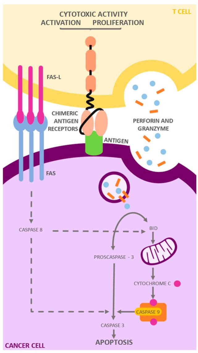 https://cdn.ncbi.nlm.nih.gov/pmc/blobs/a06e/11050550/7033433222e7/ijms-25-04170-g002.jpg