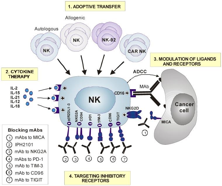 https://cdn.ncbi.nlm.nih.gov/pmc/blobs/a072/6357056/525cd0c4099f/cancers-11-00029-g001.jpg