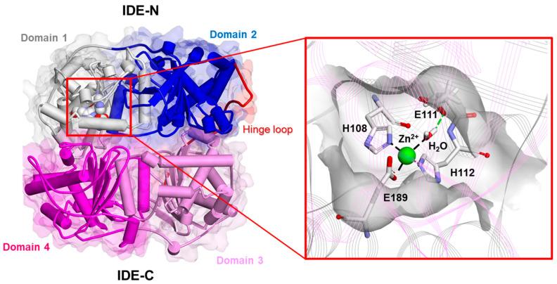 https://cdn.ncbi.nlm.nih.gov/pmc/blobs/a075/10604886/35ea86f133f0/biomolecules-13-01492-g002.jpg