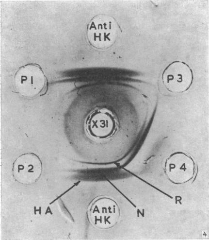 https://cdn.ncbi.nlm.nih.gov/pmc/blobs/a075/2480875/5adf99631dee/bullwho00193-0035-a.jpg