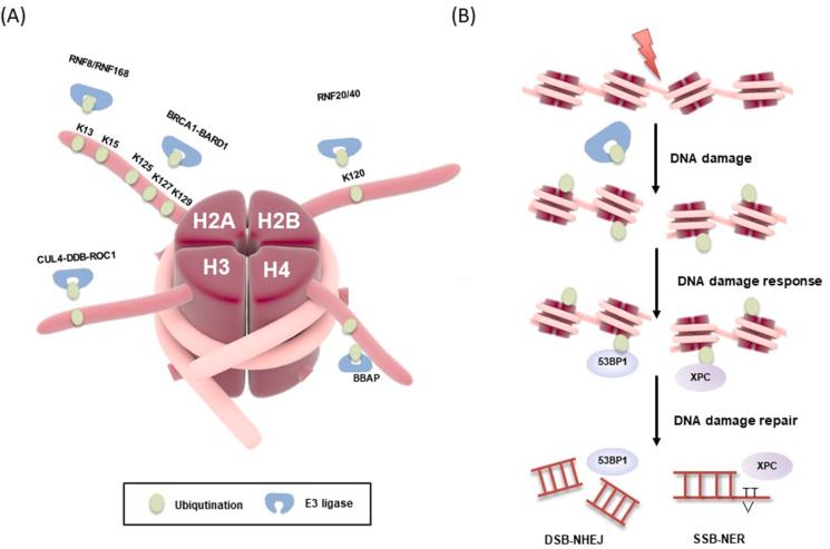 https://cdn.ncbi.nlm.nih.gov/pmc/blobs/a078/10310986/79a8a8ad159b/gr3.jpg