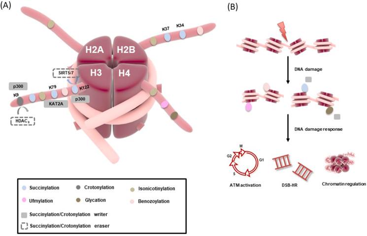https://cdn.ncbi.nlm.nih.gov/pmc/blobs/a078/10310986/bbff576ad8c3/gr6.jpg