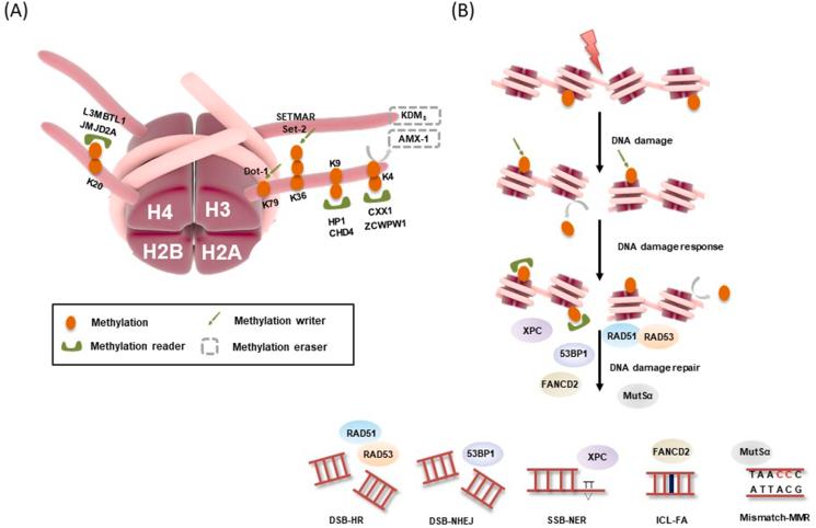 https://cdn.ncbi.nlm.nih.gov/pmc/blobs/a078/10310986/c7b960a05e43/gr4.jpg