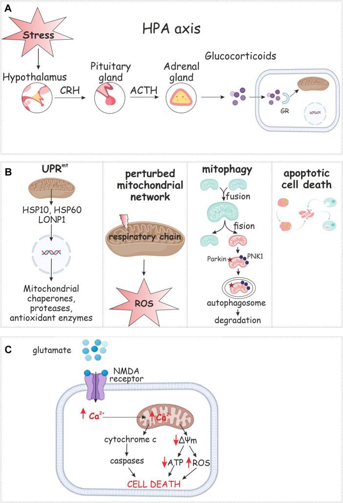 https://cdn.ncbi.nlm.nih.gov/pmc/blobs/a079/9871262/48e5482faffb/fphys-13-1094076-g002.jpg
