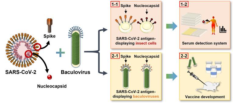https://cdn.ncbi.nlm.nih.gov/pmc/blobs/a07c/8734241/1bbd6cd682d6/fimmu-12-771011-g001.jpg