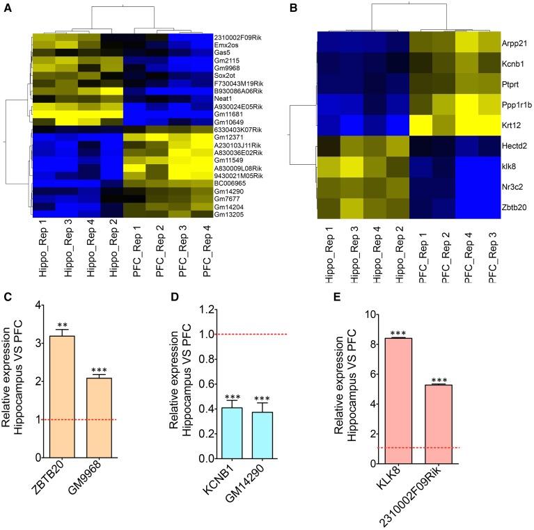 https://cdn.ncbi.nlm.nih.gov/pmc/blobs/a084/4351618/2af25c129228/fncel-09-00063-g0002.jpg