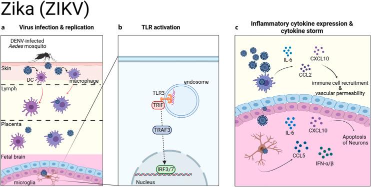 https://cdn.ncbi.nlm.nih.gov/pmc/blobs/a087/11845175/7b40200d9926/jin-2025-0017-0001-543608_F04.jpg