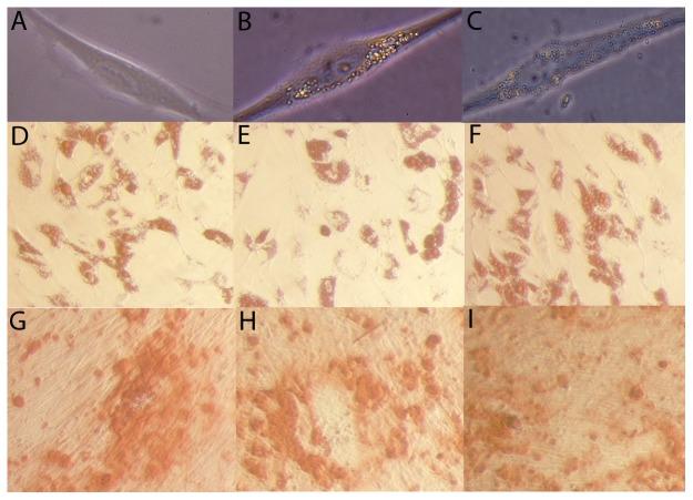 https://cdn.ncbi.nlm.nih.gov/pmc/blobs/a08a/3536808/d81b28ddfd77/pone.0052997.g001.jpg