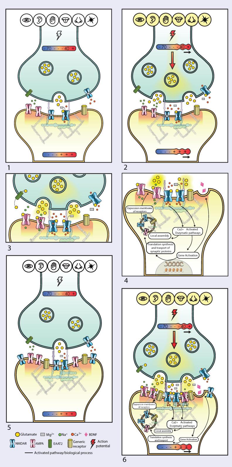 https://cdn.ncbi.nlm.nih.gov/pmc/blobs/a08d/11728621/44b805d290bd/pharmaceuticals-17-01618-g003.jpg