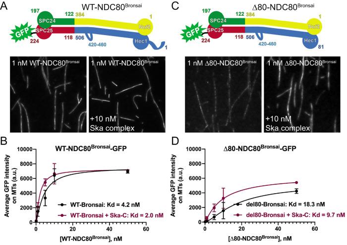 https://cdn.ncbi.nlm.nih.gov/pmc/blobs/a08f/7359571/9fd2a744539a/mbc-31-1453-g003.jpg