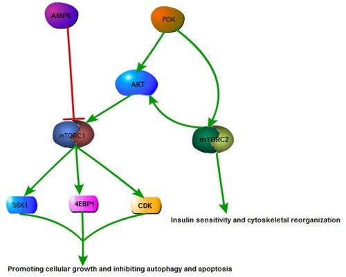 https://cdn.ncbi.nlm.nih.gov/pmc/blobs/a090/5226621/57105f3d1b9b/oncotarget-07-50805-g001.jpg