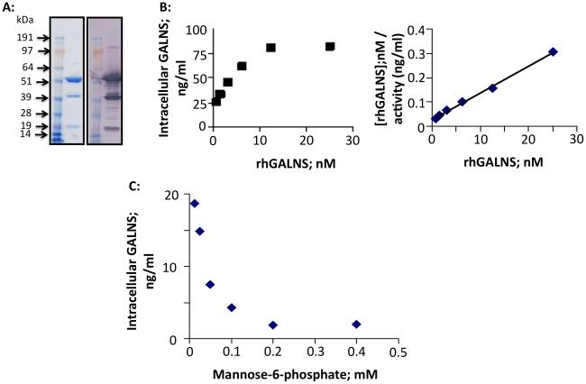 https://cdn.ncbi.nlm.nih.gov/pmc/blobs/a094/2922370/5000d26736d5/pone.0012194.g001.jpg