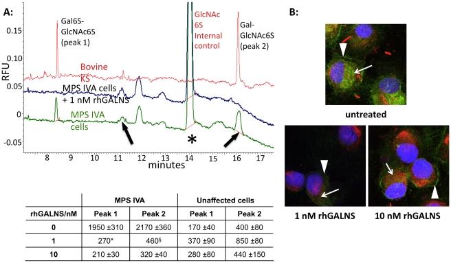 https://cdn.ncbi.nlm.nih.gov/pmc/blobs/a094/2922370/765205547e51/pone.0012194.g004.jpg