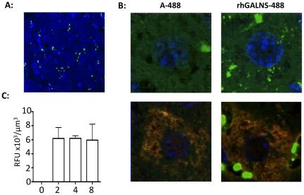 https://cdn.ncbi.nlm.nih.gov/pmc/blobs/a094/2922370/a523b66eaa0f/pone.0012194.g007.jpg