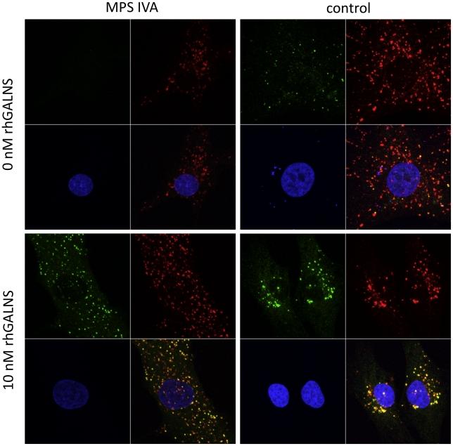 https://cdn.ncbi.nlm.nih.gov/pmc/blobs/a094/2922370/b947865d369f/pone.0012194.g003.jpg