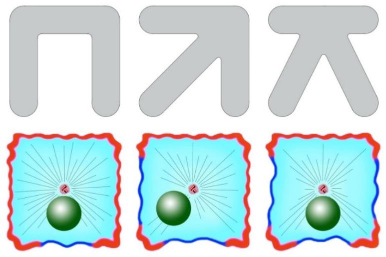 https://cdn.ncbi.nlm.nih.gov/pmc/blobs/a094/7348834/e82939f69c1a/cells-09-01351-g003.jpg