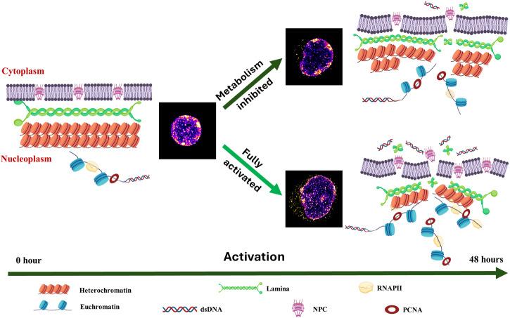 https://cdn.ncbi.nlm.nih.gov/pmc/blobs/a095/11164909/3683efb1292c/42003_2024_6393_Fig7_HTML.jpg