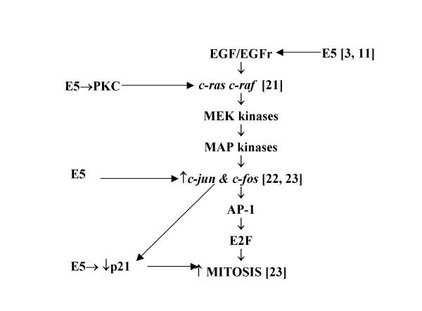https://cdn.ncbi.nlm.nih.gov/pmc/blobs/a097/1569872/5d66e2aeb550/1475-2867-6-19-2.jpg