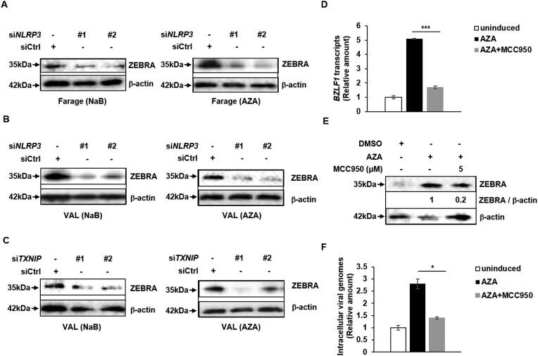 https://cdn.ncbi.nlm.nih.gov/pmc/blobs/a099/12051106/53fe5f460253/zcaf017fig7.jpg