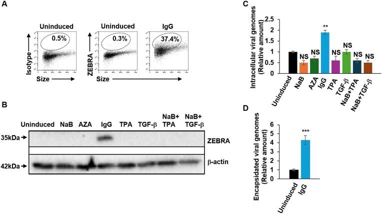 https://cdn.ncbi.nlm.nih.gov/pmc/blobs/a099/12051106/5829ee80a8dc/zcaf017fig2.jpg