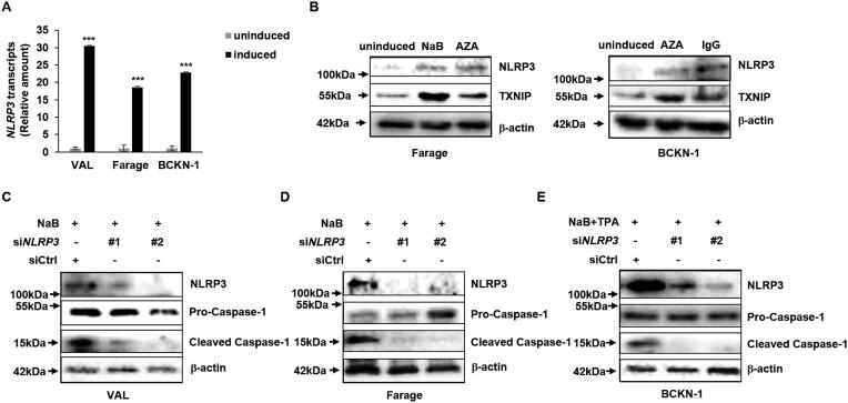 https://cdn.ncbi.nlm.nih.gov/pmc/blobs/a099/12051106/a28312e96b20/zcaf017fig5.jpg