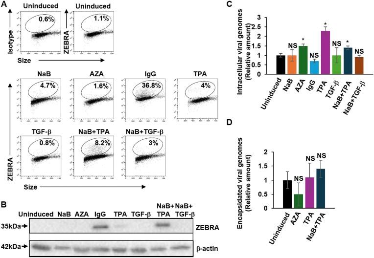 https://cdn.ncbi.nlm.nih.gov/pmc/blobs/a099/12051106/b838cf2fca42/zcaf017fig4.jpg