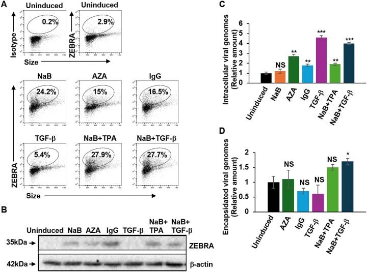 https://cdn.ncbi.nlm.nih.gov/pmc/blobs/a099/12051106/fb0aa071bd5d/zcaf017fig1.jpg