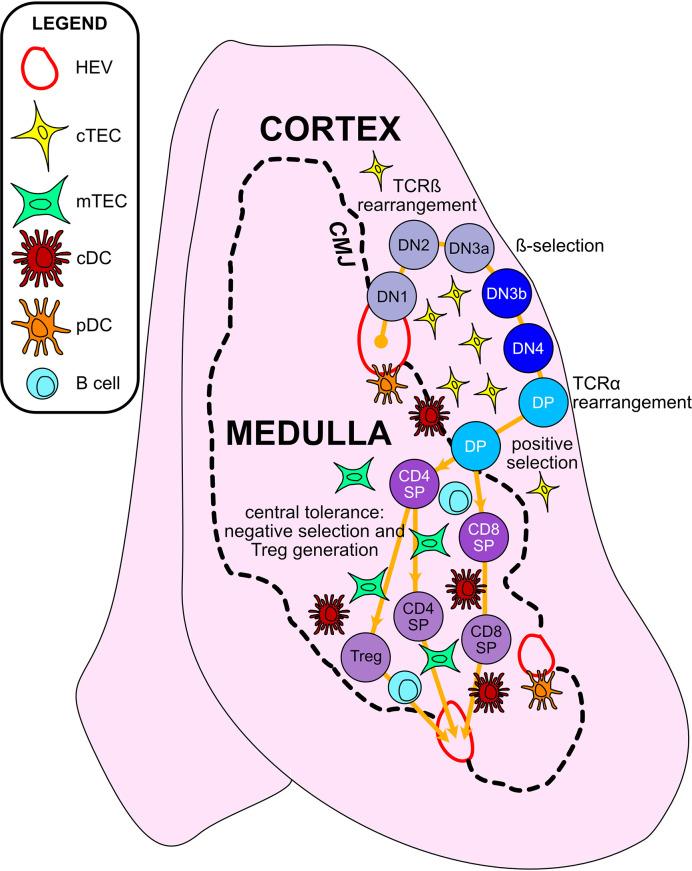 https://cdn.ncbi.nlm.nih.gov/pmc/blobs/a09b/8100025/eaf5199cab1a/fimmu-12-676236-g002.jpg