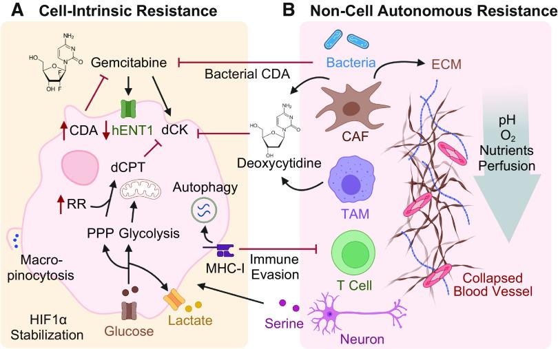 https://cdn.ncbi.nlm.nih.gov/pmc/blobs/a09d/9925166/eb5a2bed1916/ajpcell.00331.2022_f003.jpg