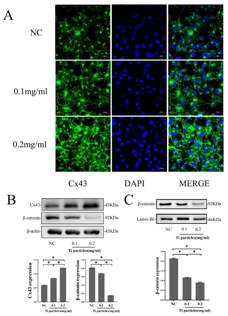 https://cdn.ncbi.nlm.nih.gov/pmc/blobs/a0a0/10342113/60b9a597e433/ijms-24-10864-g003.jpg
