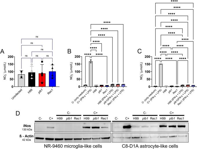 https://cdn.ncbi.nlm.nih.gov/pmc/blobs/a0a4/10127605/b9130b05d605/mbio.02640-22-f009.jpg
