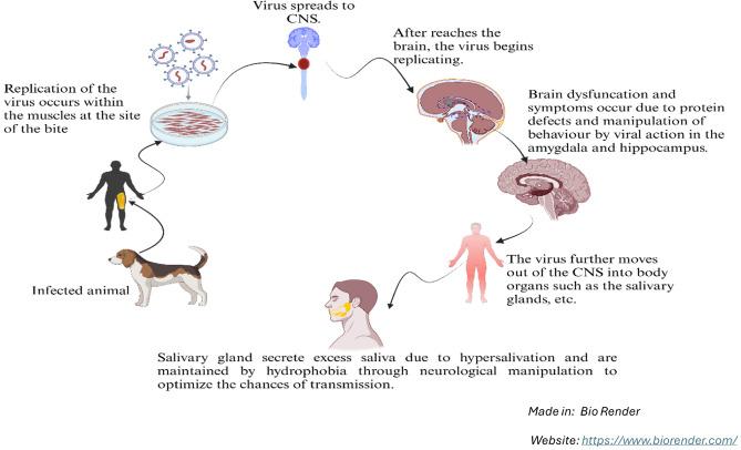 https://cdn.ncbi.nlm.nih.gov/pmc/blobs/a0a5/12089358/1dca75261748/41598_2025_1066_Fig1_HTML.jpg