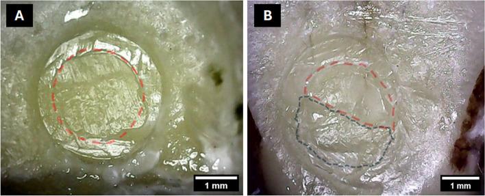 https://cdn.ncbi.nlm.nih.gov/pmc/blobs/a0a7/11734456/3ecc034e1b1f/12903_2024_5390_Fig3_HTML.jpg