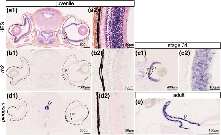 https://cdn.ncbi.nlm.nih.gov/pmc/blobs/a0a7/11979771/8165a99e30f9/msae246f9.jpg