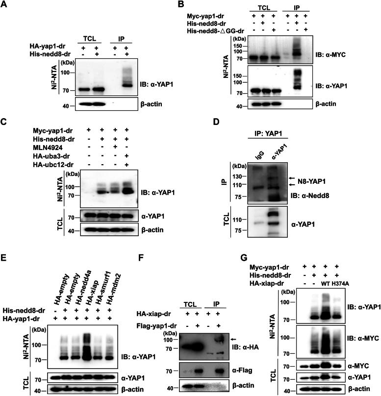 https://cdn.ncbi.nlm.nih.gov/pmc/blobs/a0aa/11327456/1ae57d35f5c8/gr9.jpg