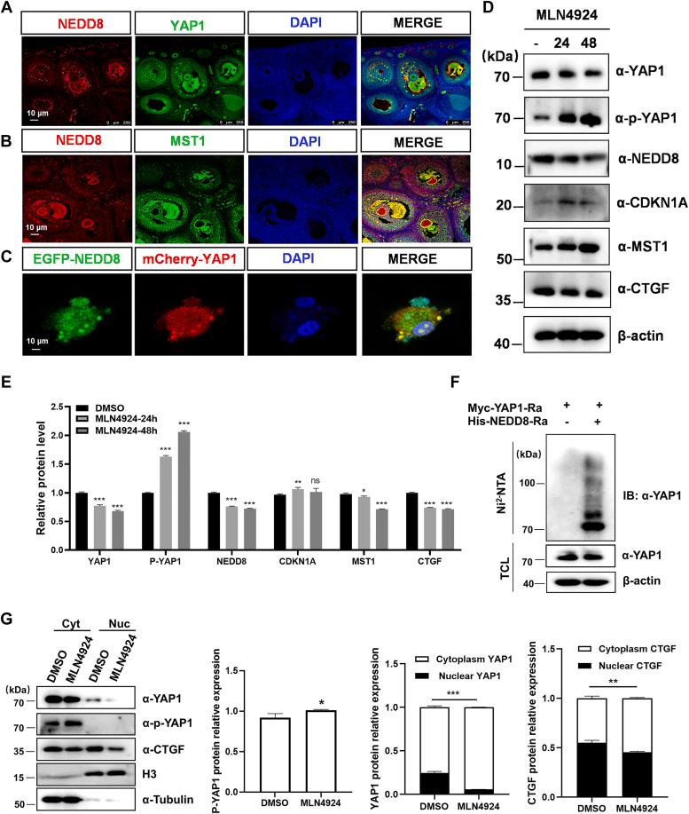 https://cdn.ncbi.nlm.nih.gov/pmc/blobs/a0aa/11327456/53c5170cd1b2/gr4.jpg
