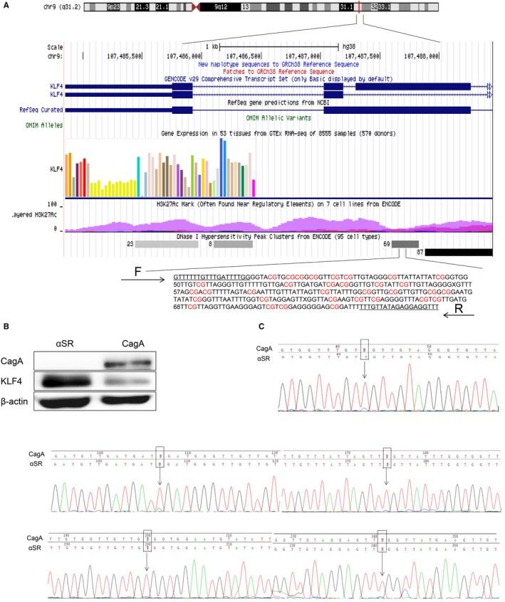 https://cdn.ncbi.nlm.nih.gov/pmc/blobs/a0ab/7131848/fbd5c3f93bbd/CAM4-9-2551-g004.jpg