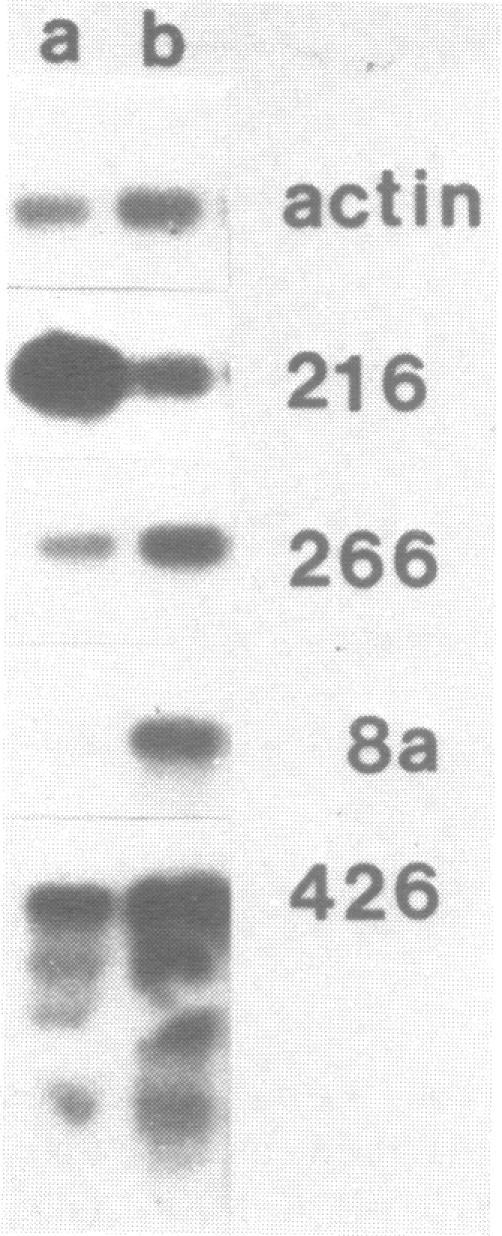 https://cdn.ncbi.nlm.nih.gov/pmc/blobs/a0ac/306060/e0d1caa52a92/nar00259-0052-a.jpg