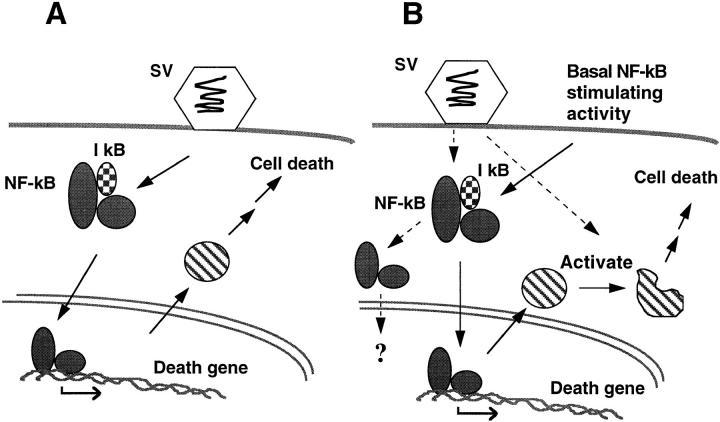https://cdn.ncbi.nlm.nih.gov/pmc/blobs/a0ae/2133010/c6aa682d6093/JCB9801064.f7.jpg
