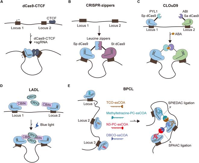 https://cdn.ncbi.nlm.nih.gov/pmc/blobs/a0af/12399806/4b7b7c08dcd1/research.0865.fig.004.jpg