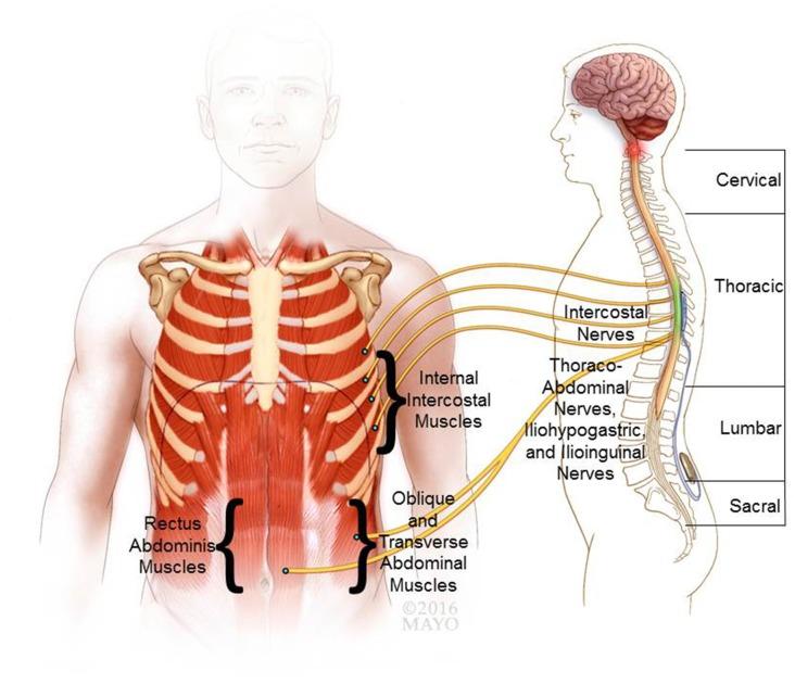 https://cdn.ncbi.nlm.nih.gov/pmc/blobs/a0b3/5368218/e6d9c771425b/fnhum-11-00144-g0001.jpg