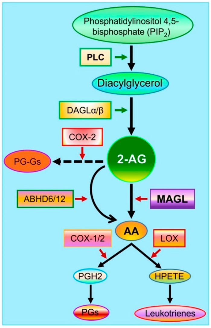 https://cdn.ncbi.nlm.nih.gov/pmc/blobs/a0b4/8616221/035019ee2427/cells-10-02979-g002.jpg