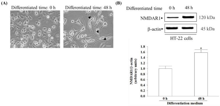https://cdn.ncbi.nlm.nih.gov/pmc/blobs/a0b8/11053564/3fc6873ec5c2/nutrients-16-01237-g001.jpg