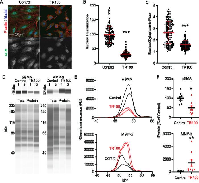 https://cdn.ncbi.nlm.nih.gov/pmc/blobs/a0b9/9727789/266789de3ffd/mbc-33-ar141-g008.jpg