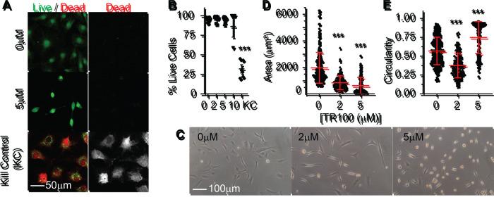 https://cdn.ncbi.nlm.nih.gov/pmc/blobs/a0b9/9727789/fc15e9ae2a37/mbc-33-ar141-g004.jpg