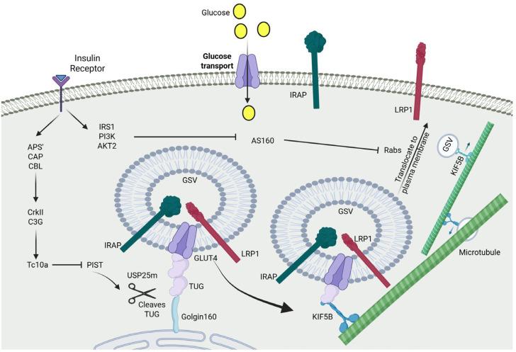 https://cdn.ncbi.nlm.nih.gov/pmc/blobs/a0bc/12347429/de2aeb02d2ab/ijms-26-07568-g002.jpg