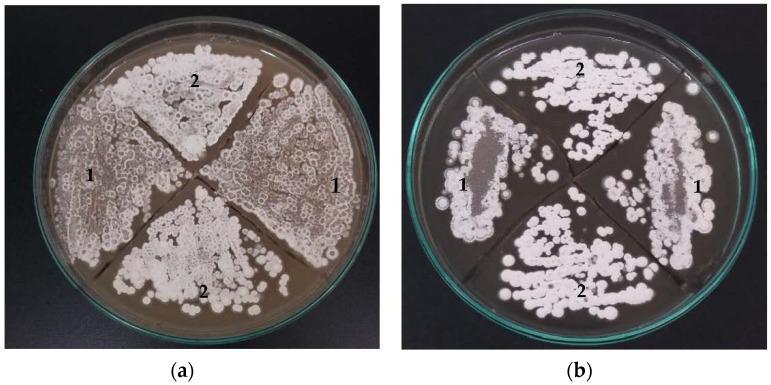 https://cdn.ncbi.nlm.nih.gov/pmc/blobs/a0c6/8869649/24bed662032a/bioengineering-09-00078-g002.jpg
