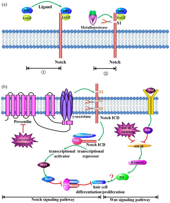 https://cdn.ncbi.nlm.nih.gov/pmc/blobs/a0c8/9243368/6205d5c624fa/10.1177_20406223221104987-fig1.jpg