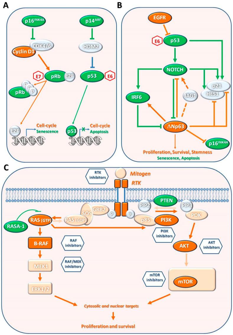 https://cdn.ncbi.nlm.nih.gov/pmc/blobs/a0cb/7916193/791cf951c3b4/biomedicines-09-00171-g006.jpg